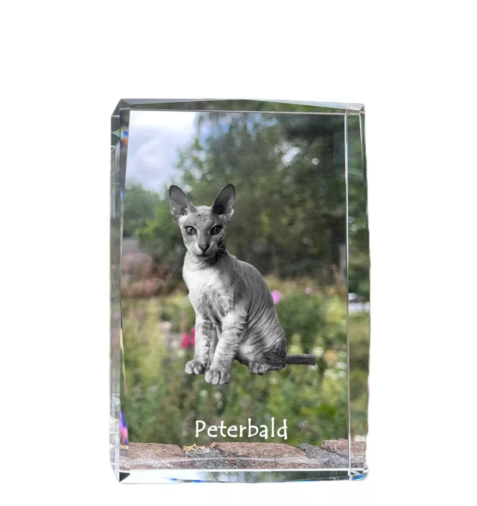 Peterbald - crystal with a picture of a cat, photo in glass, modern exhibition of Art-Dog brand photo