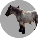 Cheval belge logo